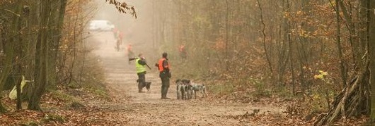 Battues de chasse à Bouxwiller